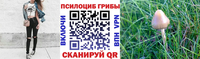 Галлюциногенные грибы Psilocybe  хочу   Заречный 